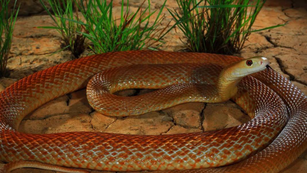 Dünyanın En Zehirli Yılanı! Renk Değiştirip Saldırıyor: Soktuğu İnsanı Dakikalar İçinde Öldürüyor 8